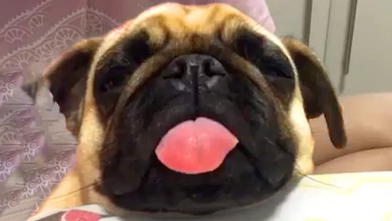 Pug Sticks Tongue Out While Sleeping | Funny Pet Videos
