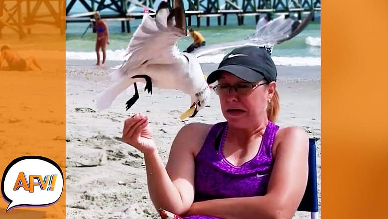 SWIPED the Fail Right Outta Her Fingers! ? | Best Funny Animal Thieves | AFV 2022
