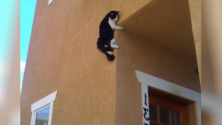 The FUNNIEST KITTY CATS of all time! LAUGH NOW!