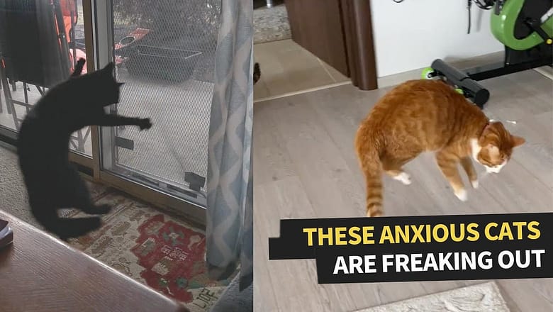 These Cats Are Absolutely Freaking out ?