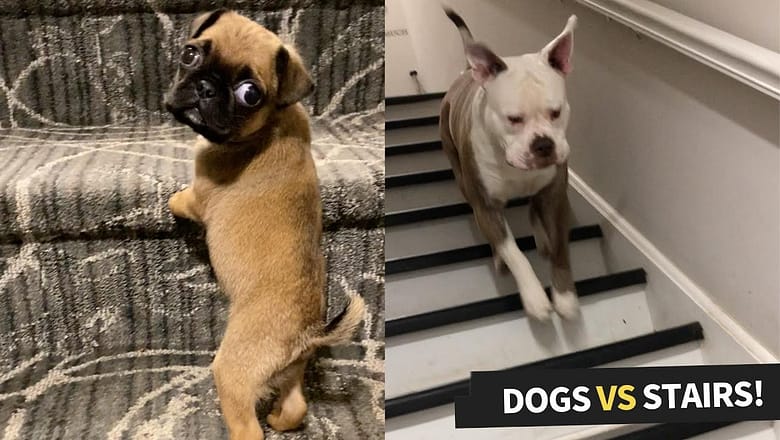 These Dogs Are Totally Freaked Out By Stairs | Try Not To Laugh