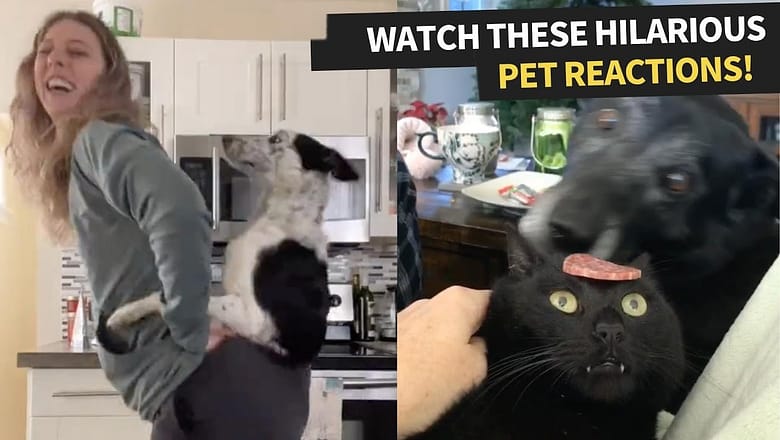 Top Funniest Pet Reactions | Try Not To Laugh