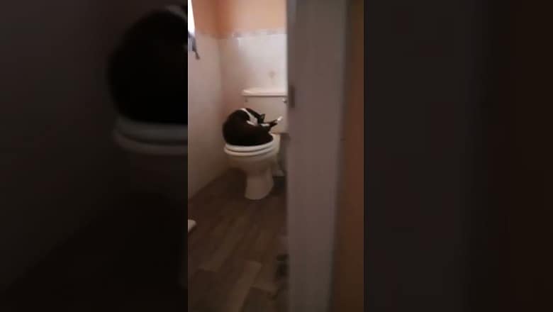 Walking In On Cat #shorts