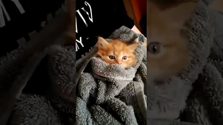 Adorable Blanket Burrito Cat #shorts
