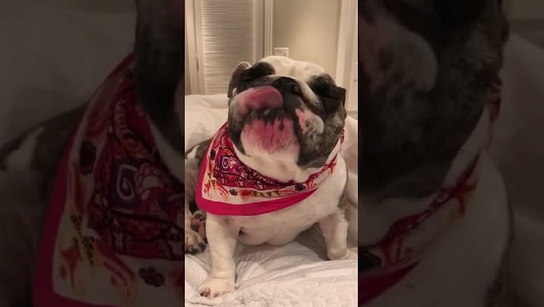 Bulldog Licks Lips #shorts