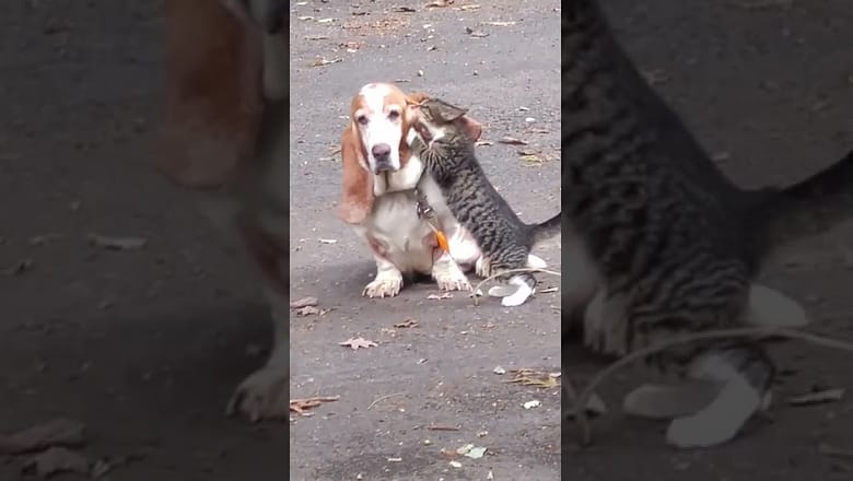 Cat CAN’T stop LICKING dogs ear #shorts