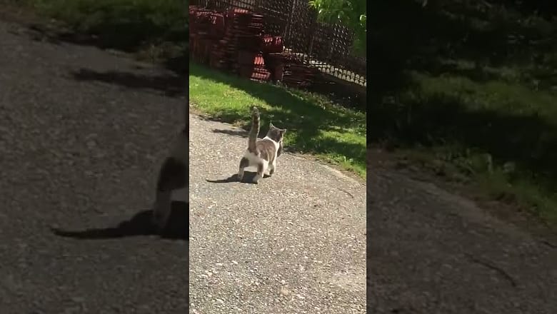 Cat Carries Kitten #shorts