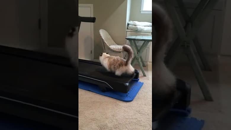 Cat Doesn’t Understand Treadmills #shorts