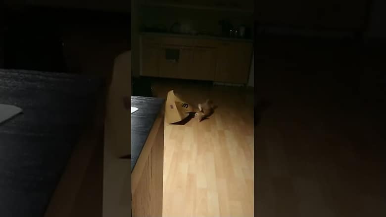 Cat Gets Caught In Paper Bag #shorts