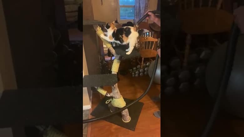 Cat Gets Tail Vacuumed #shorts