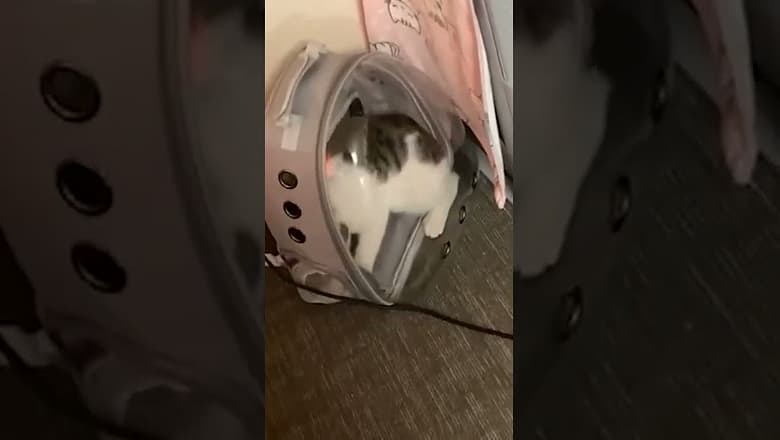 Cat In Cat Backpack #shorts