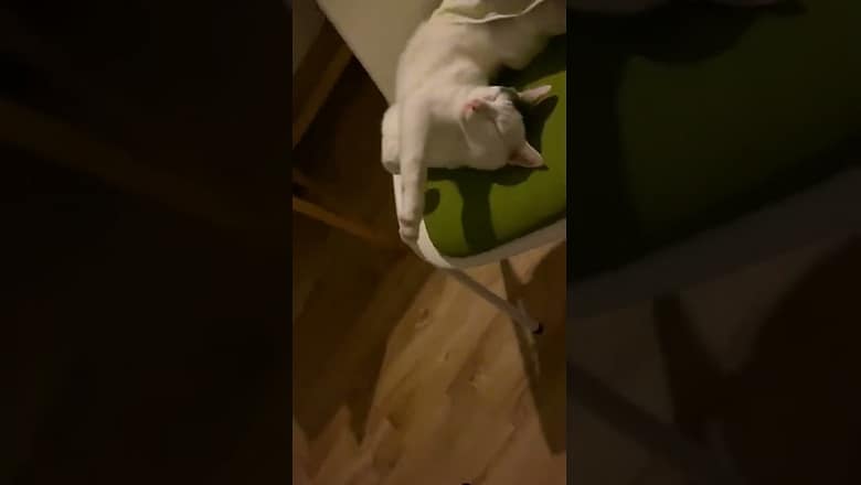 Cat Lays On Chair In Silly Way #shorts