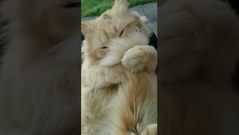 Cat Licking It’s Tail #shorts