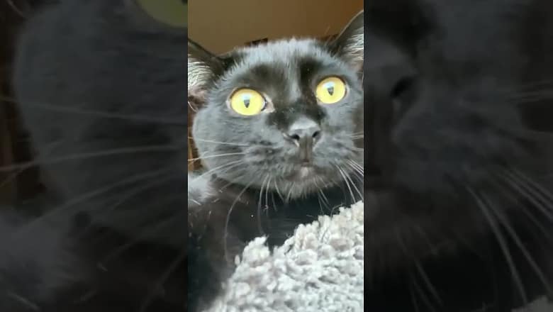 Cat Makes Cute Noises #shorts