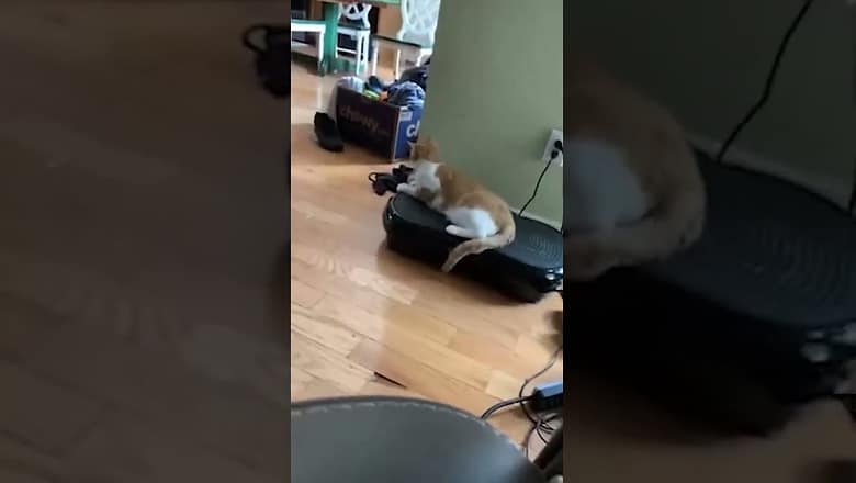Cat On Vibrating Machine #shorts