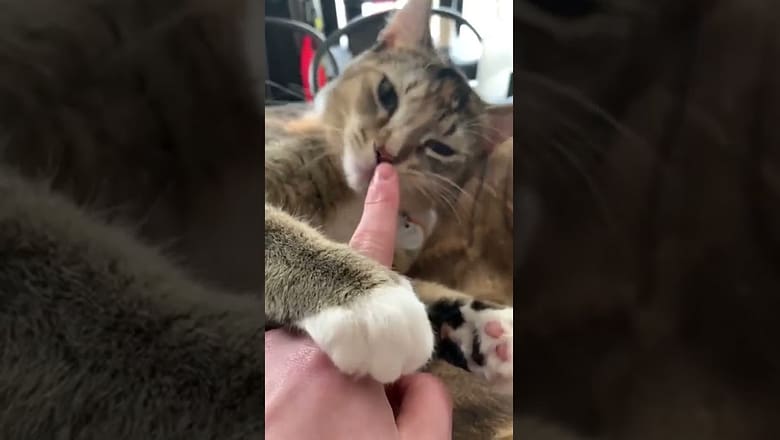 Cat Purrs While Chewing Fingers #shorts