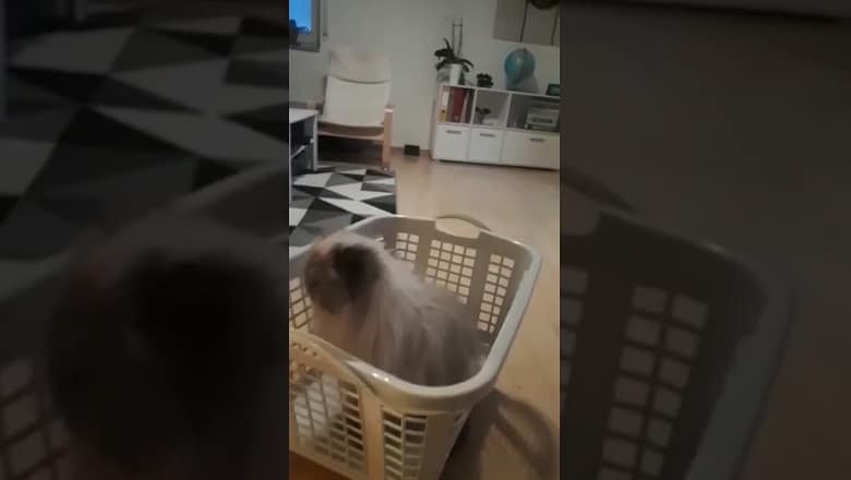 Cat Rides Rumba With Basket #shorts
