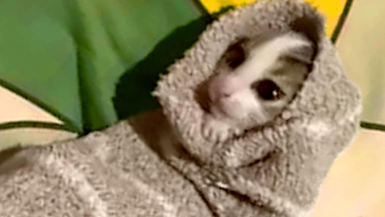 Cat Sleeps Inside Sock | Funny Pet Videos