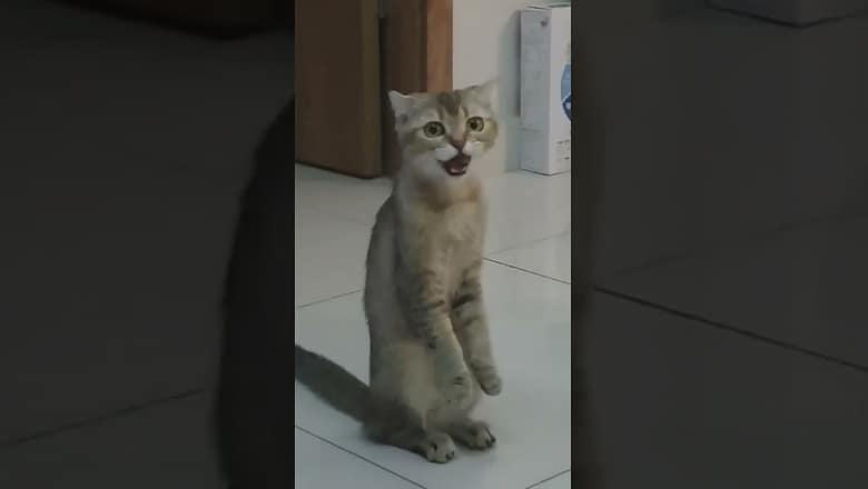 Cat Stands And Meows #shorts