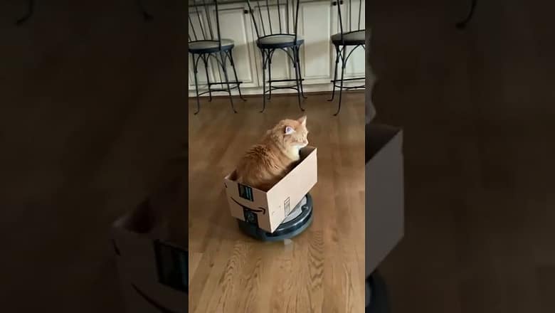 Cat Uses Rumba #shorts