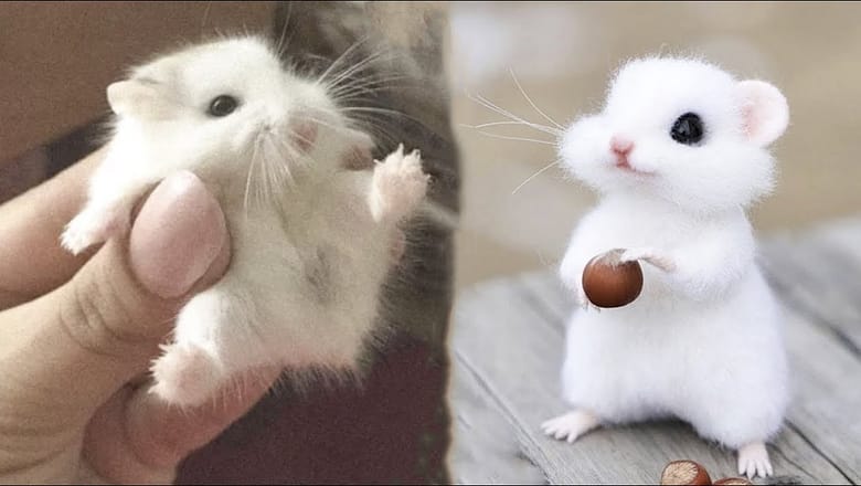 Cute baby animals Videos Compilation cute moment of the animals – Cutest Animals #5