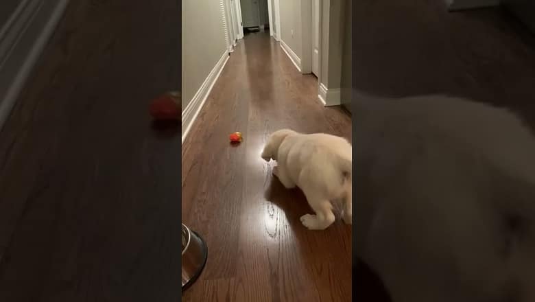 Dog Adorably Jumps At Ball #shorts
