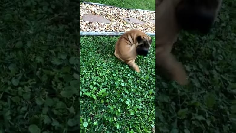 Dog Can’t Catch Tail #shorts