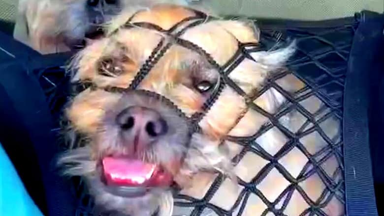 Dog Doesn’t Understand Boundaries | Funny Pet Videos