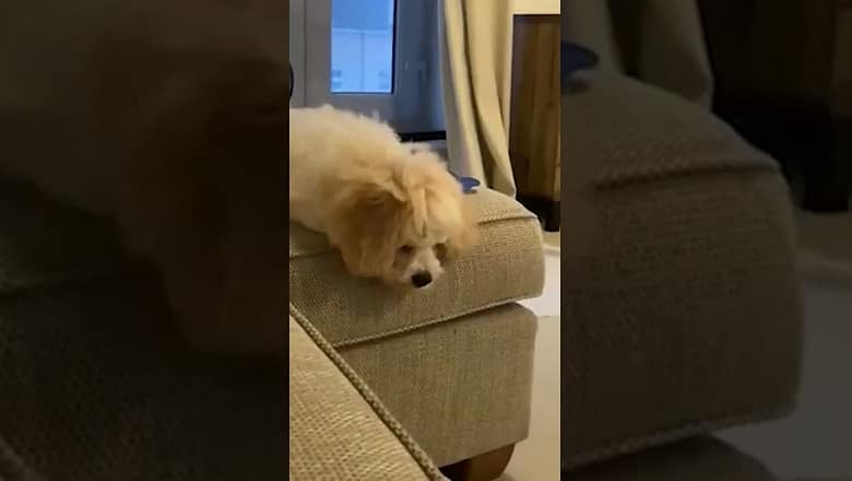 Dog Drops His Bone #shorts