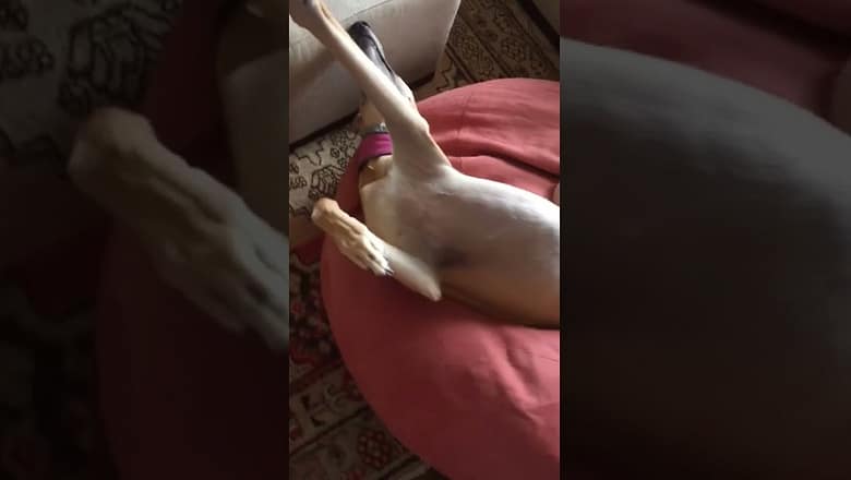 Dog Falls Asleep In Compromising Position #shorts