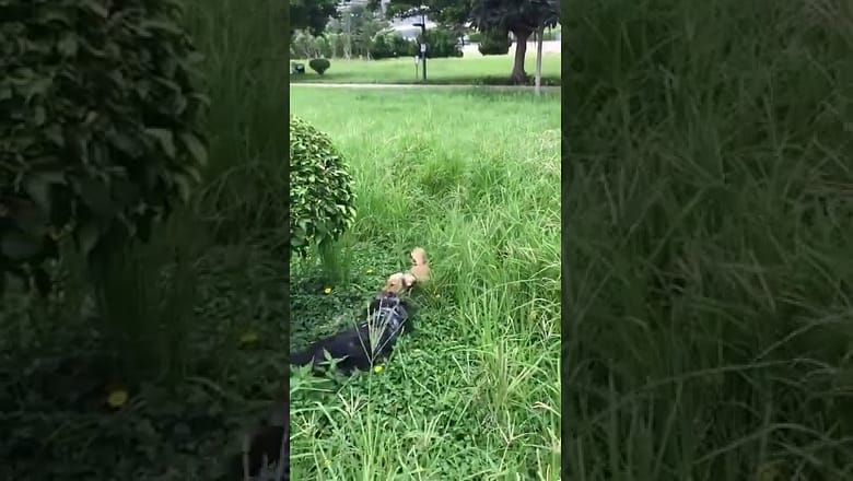 Dog In The Tall Grass #shorts