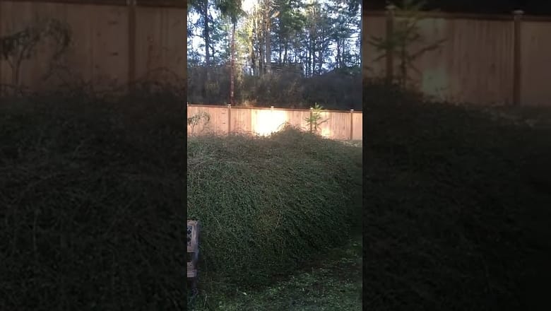 Dog Loves Jumping In Bushes #shorts