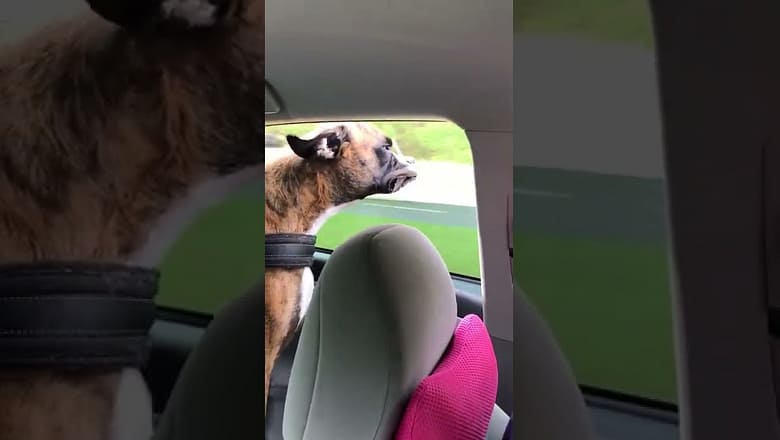 Dog loves sticking his head out the window! #shorts