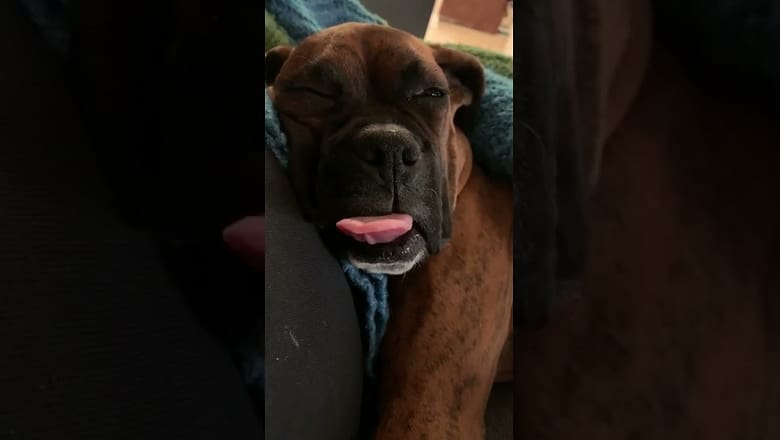 Dog SLEEPS with TONGUE OUT! #shorts