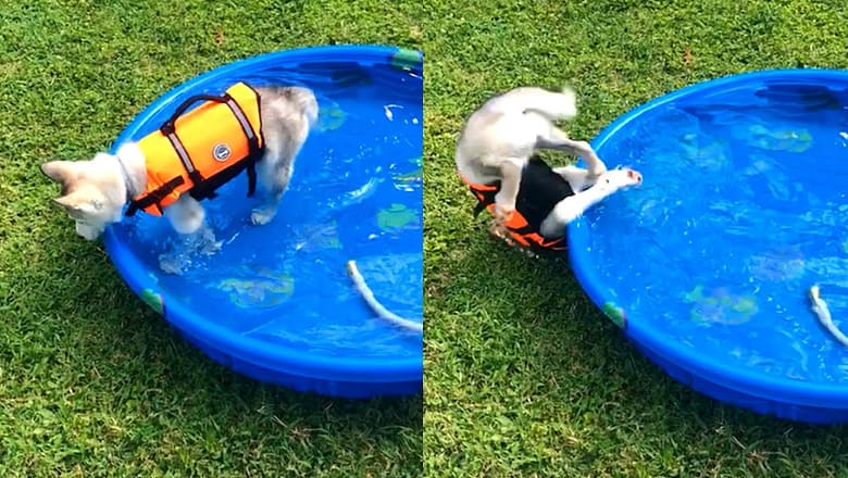 Dog Trips Over Pool | Funny Pet Videos