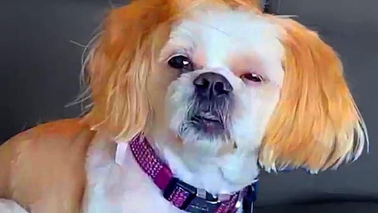 Dog Wakes Up With Dazed And Confused | Funny Pet Videos