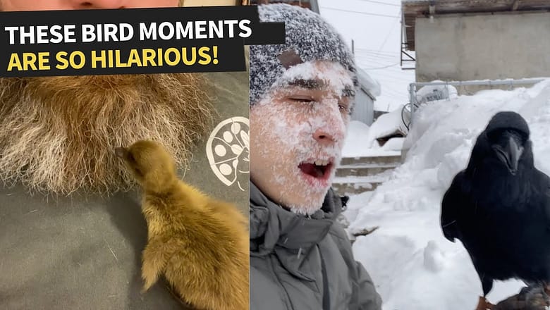 Funny Bird Moments Caught On Camera
