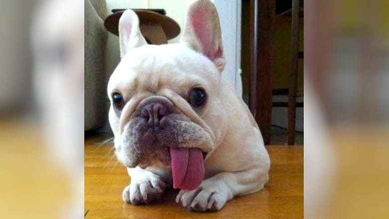 FUNNY DOGS are BAD MOOD KILLERS! Laugh now!