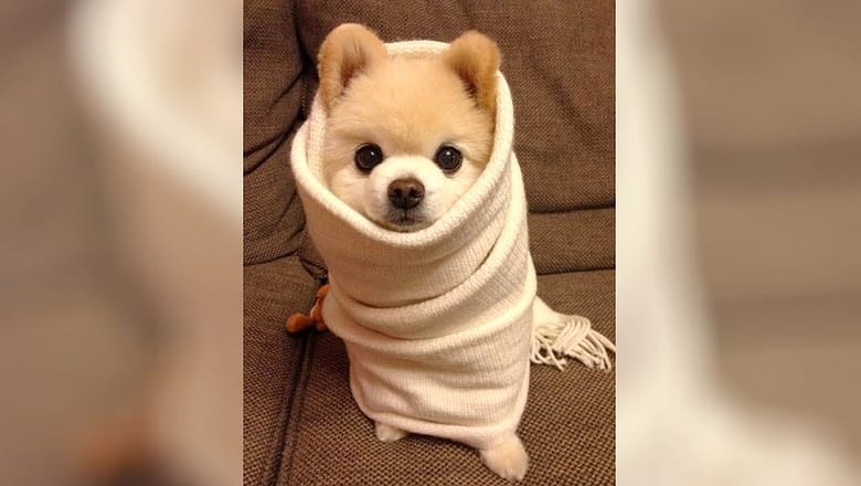Funny DOGS are STRESS REPELLENT! Laugh hard NOW!