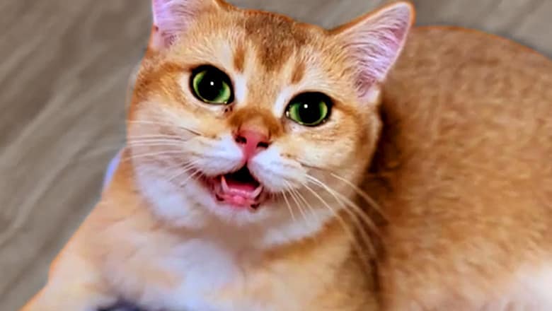 Hilariously Cute Cats | Funny Pet Videos