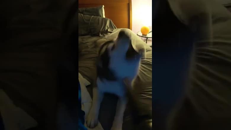 Husky Attacks Air #shorts