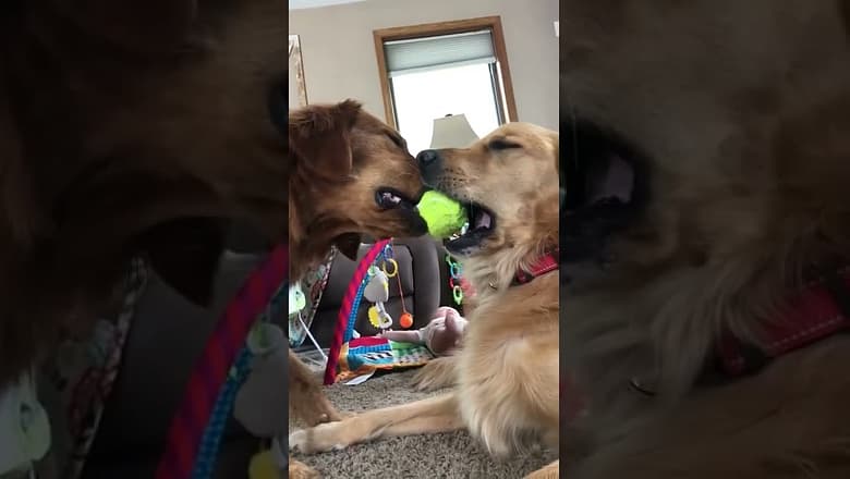 Labradors Share A Ball With Their Moth #shorts