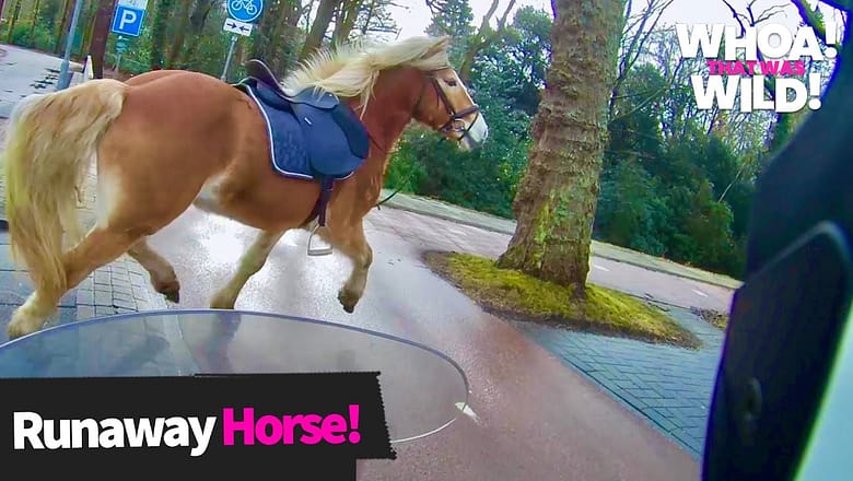 Man On Motorcycle Helps Save a Runaway Horse
