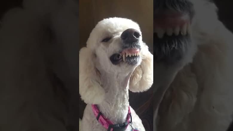 Poodle Gives Big Smile #shorts