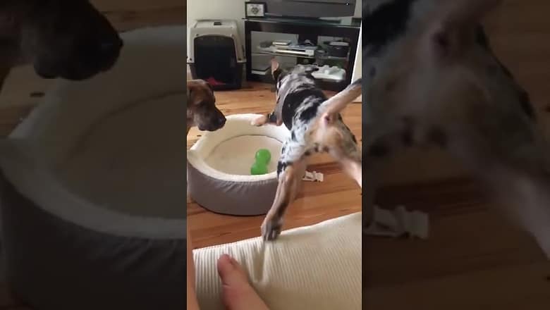 Pup Leaps To Protect Toy #shorts