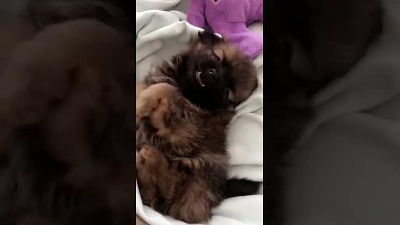Puppy Yawns Very Cute #shorts