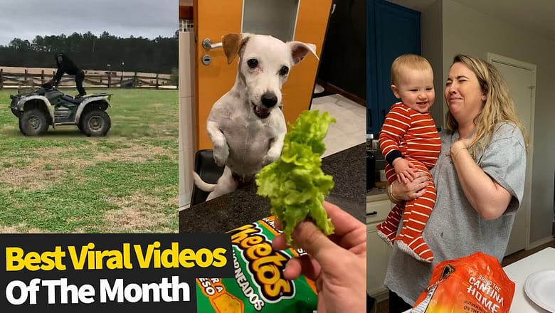 The Best Viral Videos Of The Month