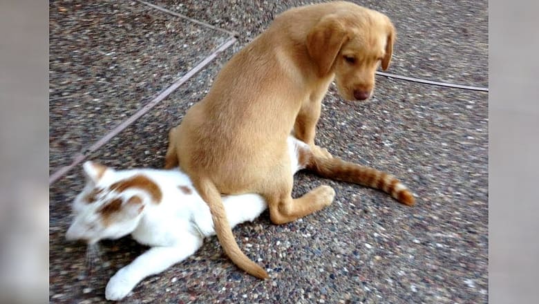The funniest CATS and DOGS will make your problems disappear!