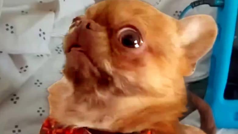 This Dog Is Confused With Owner | Funny Pet Videos