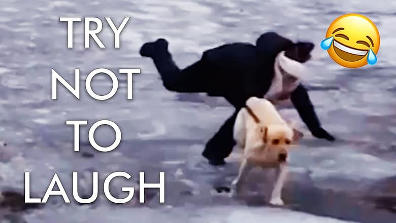 Try Not to Laugh Challenge! Funniest Animals! ? | Fails of the Week | Funny Videos | AFV Live